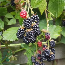 Bromb�r 'Loch Ness'