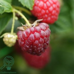 Hindb�r 'Autumn Bliss'