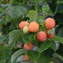 Hindb�r 'Fallgold'