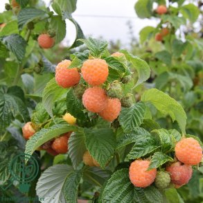 Hindb�r 'Fallgold'