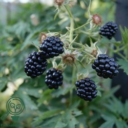 Bromb�r 'Thornless Evergreen'