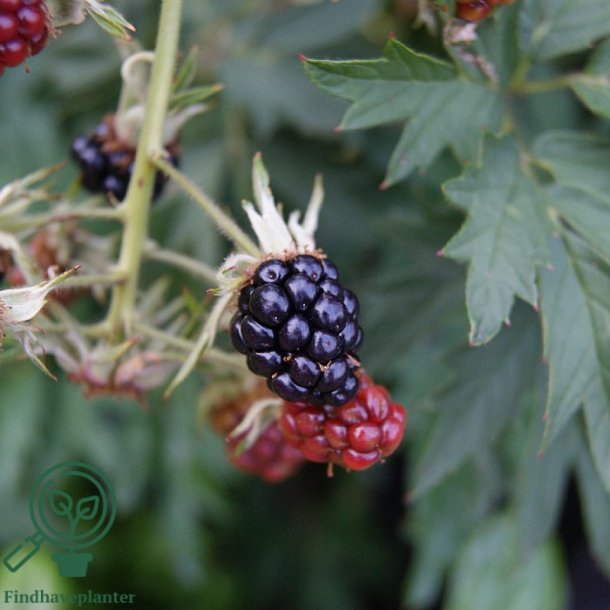 Bromb�r 'Thornless Evergreen'