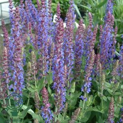 Staude-Salvie 'Ostfriesland'