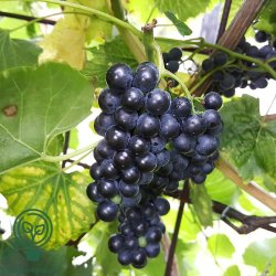 Vindrue 'Schuyler'