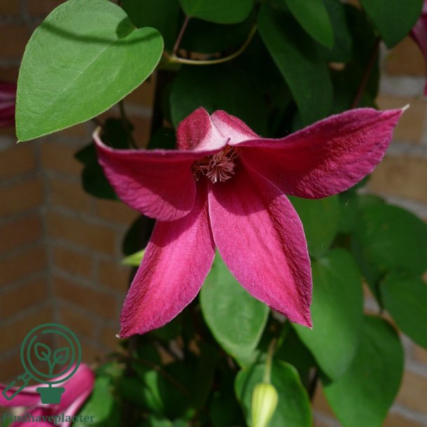Clematis 'Princess Diana'