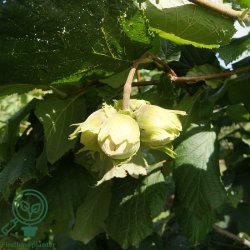 Hasseln�d 'Halleske K�mpe'