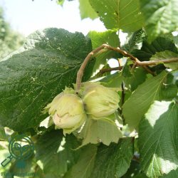 Hasseln�d 'Halleske K�mpe'