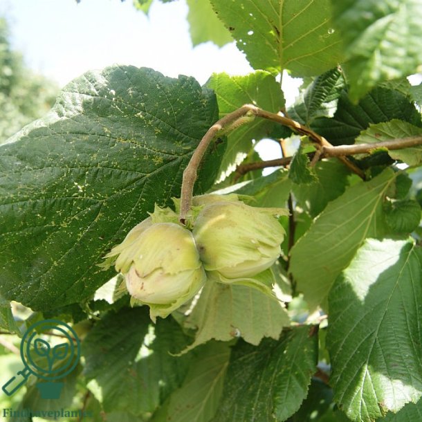 Hasseln�d 'Halleske K�mpe'