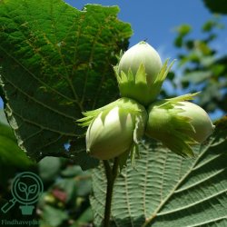 Hasseln�d 'Zellern�d'