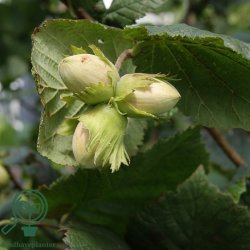 Hasseln�d 'Zellern�d'