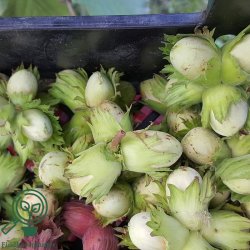 Hasseln�d 'Zellern�d'