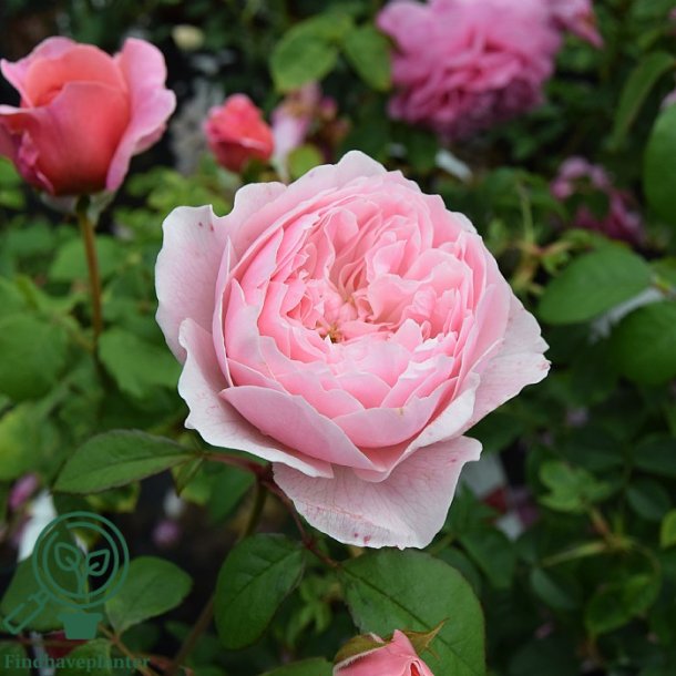 Rose 'Wisley 2008'