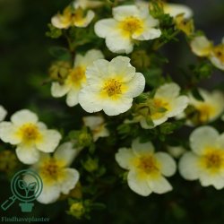 Potentilla "Limelight"