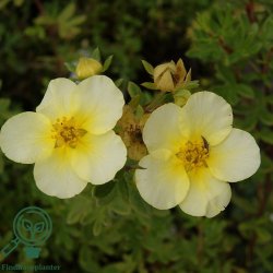 Potentilla "Limelight"