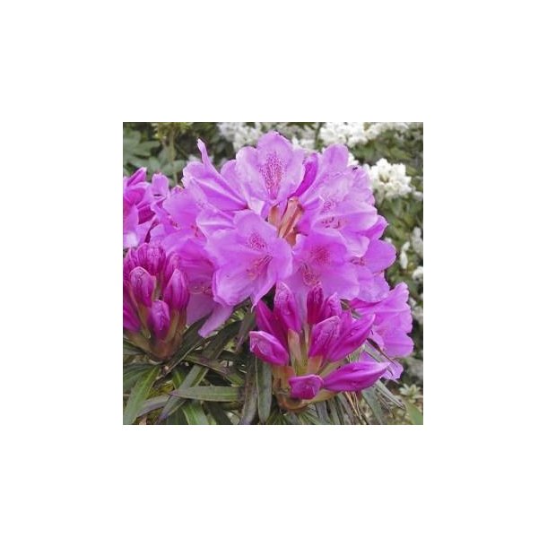 Rhododendron 'Graziella'