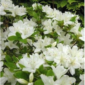 Rhododendron jap. 'Kermesina Alba'