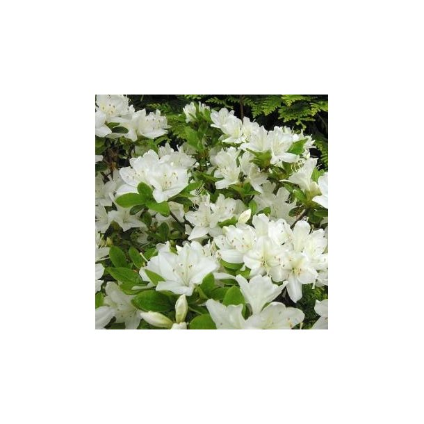 Rhododendron jap. 'Kermesina Alba'