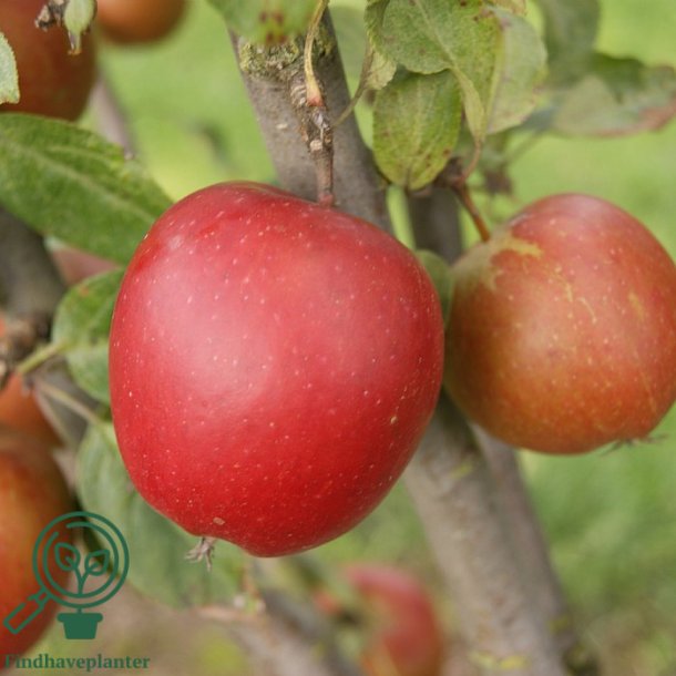 �ble 'Ildr�d Pigeon'