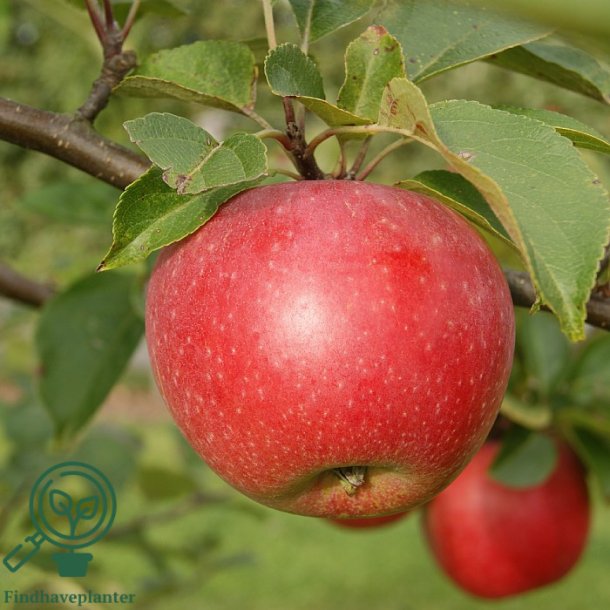 �bletr� " Aroma"