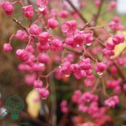 Benved 'Red Cascade'