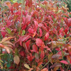 Benved 'Red Cascade'