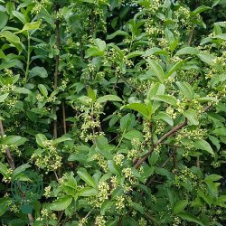 Benved 'Red Cascade'