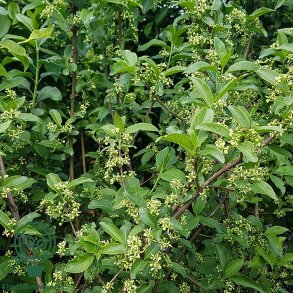 Benved 'Red Cascade'