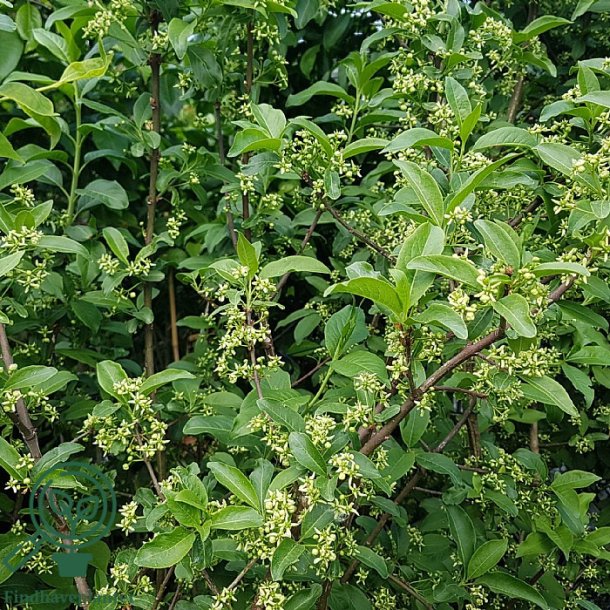 Benved 'Red Cascade'