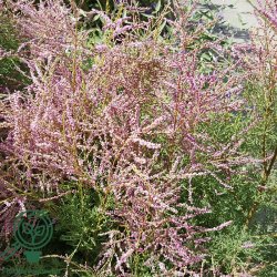 Tamarisk 'Pink Cascade'
