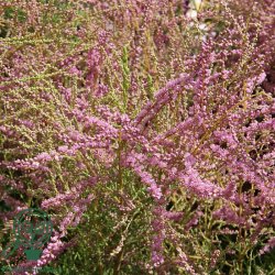 Tamarisk 'Pink Cascade'