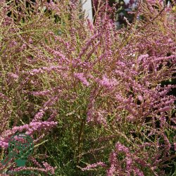 Tamarisk 'Pink Cascade'