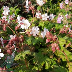 Storken�b 'Spessart'