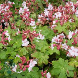 Storken�b 'Spessart'