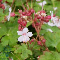 Storken�b 'Spessart'