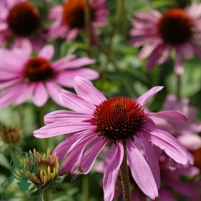 Purpursolhat 'Prairie Splendor'