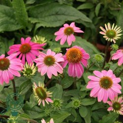 Purpursolhat 'Prairie Splendor'