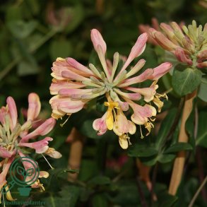 Lonicera heckrottii 'Goldflame'