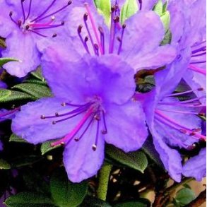 Dv�rgrhododendron 'Saint Merryn'