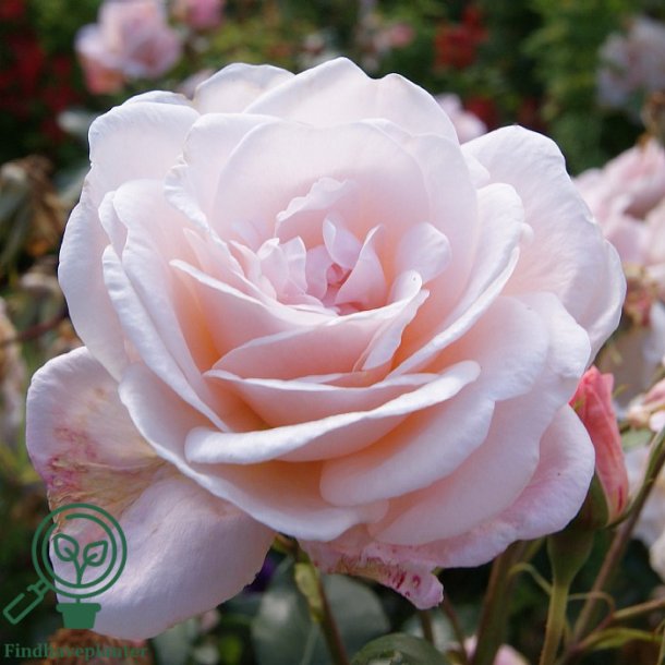 Rose "Rosendal"