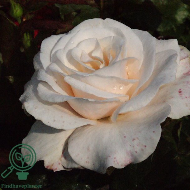 Rose "Royal Copenhagen"