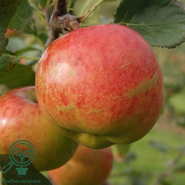 �bletr� " Rubinola"