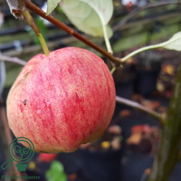 �bletr� " Sunrise"