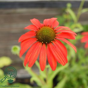 Purpursolhat 'Tomato Soup'