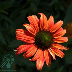 Purpursolhat 'Tomato Soup'