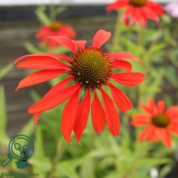 Purpursolhat 'Tomato Soup'