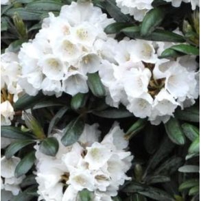 Rhododendron yak. 'Edelweis'