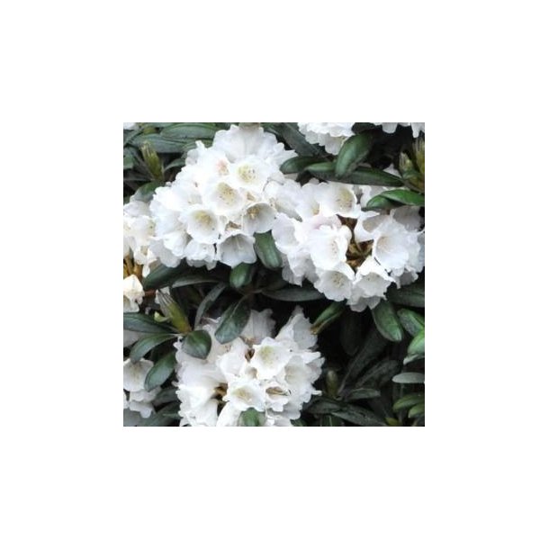Rhododendron yak. 'Edelweis'