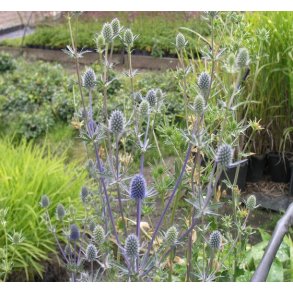 Russisk Mandstro 'Blaukappe'