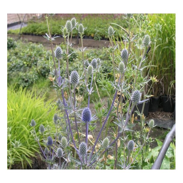 Russisk Mandstro 'Blaukappe'