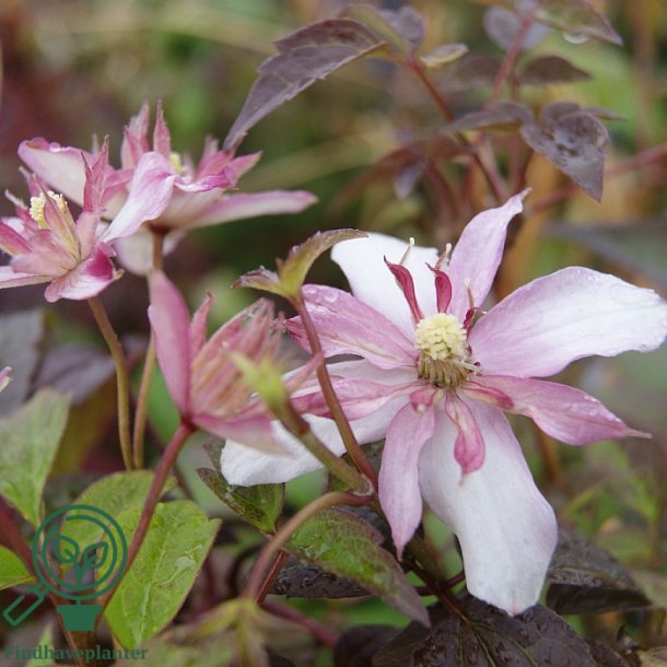 Clematis 'Marjorie'